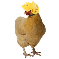 1pc Casco De Pollo Para Pequeños Mascotas Herramienta De Protección Para Pájaros Gansos Cerdas Material De Plástico - details 4