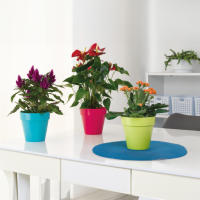 Plastic Forte Maceta Redonda Pequeña sin Plato de 14 cm, Maceta para jardines y para interiores, decoración de Plantas, Flores Resistente, Macetero de Plastico - details 1