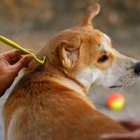 3 Sets Eliminador De Pulgas Y Gatos Para Perros Herramienta De Extracción De Pulgas Y Pulgas Accesorios Para Mascotas Material Plástico - details 4