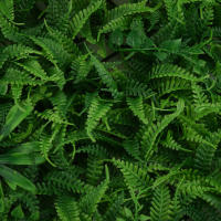 Matriz De Plantas Artificiales Falso Césped Panel De Valla De Hierba Decoración De Jardín Falso Césped Panel De Fondo De Hojas - details 4