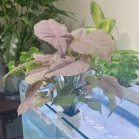 Soporte Para Plantas De Acuario Con Gancho Juego De 3 Piezas Cesta Para Plantas De Acuario Decoración Para Tanque De Peces Material ABS - details 2