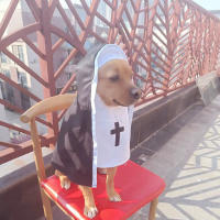 Disfraz De Gato Para Perro Pequeño Ropa De Fiesta Divertida Transpirable Para Todo El Año Accesorios Para Perros - details 5