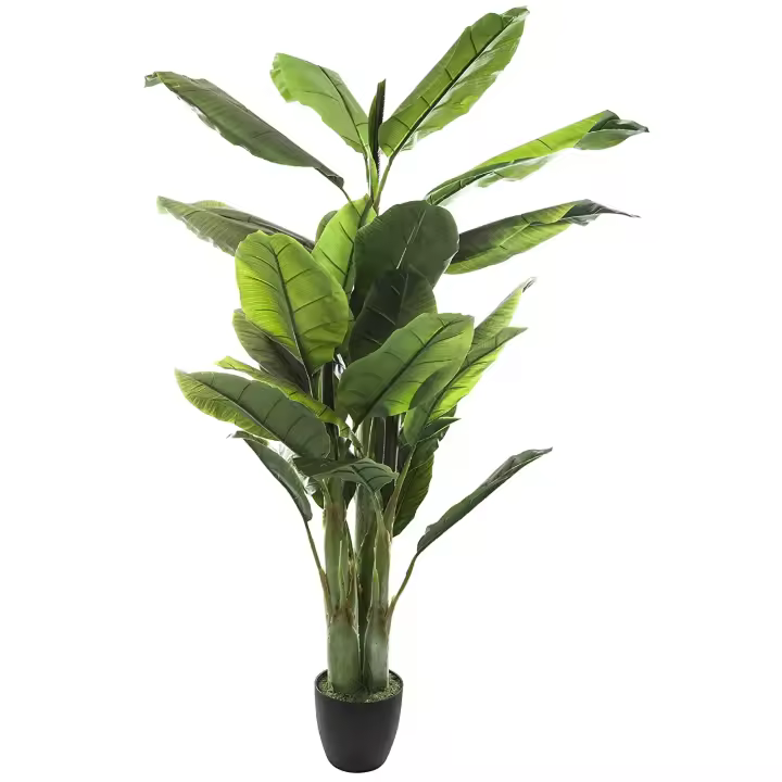 Atmosphera Planta de Plátano Altura 170 - Decoración Natural de Interiores y Exteriores - 1