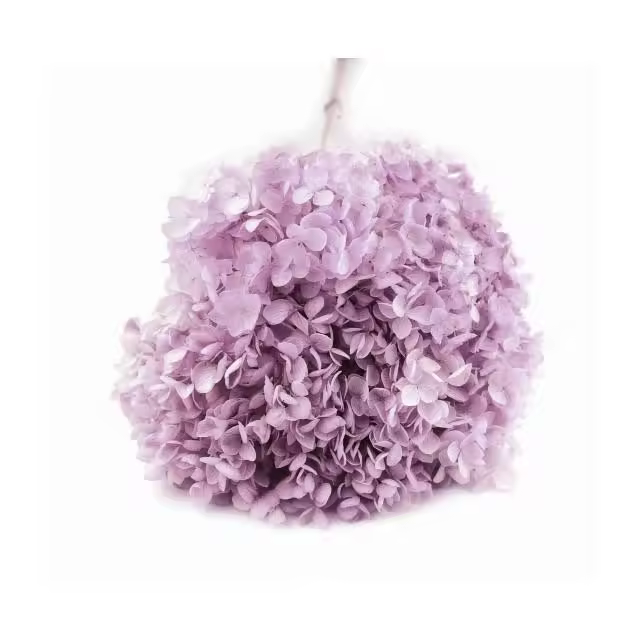 Artipistilos Hortensia Preservada - Flor Mini Raíz - 1