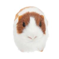 Muñeco De Peluche De Conejo De Felpa Simulación Para Niños Regalo De Cumpleaños Juguete De Animal Suave Figura De Muñeco De Hamster - details 1