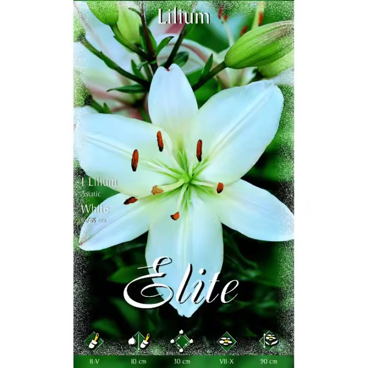 Bulbo Lilium asiatic blanco 2 uds - 1