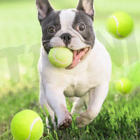 SMELL & SMILE Pelotas de Tenis de Entrenamiento para Jugar Pelotas de Tenis para Perros 6.35cm Ideales para Lanzador de Pelotas 3PCS - details 1