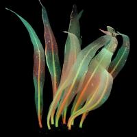 Nueva Joyería De Acuario Aquascape Coral Suave De Silicona Simulación Planta Fluorescente Fácil Limpieza Accesorios Para Tanque De Peces - details 4