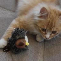 Juguete Interactivo Para Gatos Pájaro Volador Con Alas Movibles Sparrrow Con Menta Simulación De Pájaro Juguetes Para Gatos - details 5