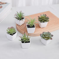 Set De 6 Suculentas Artificiales Miniatura En Vaso Blanco Para Decoración De Escritorio Librería Restaurante Y Ventanas Casas - details 10