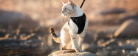 Correa Y Arnés Para Gatos Para Pasear Resistente Al Escape Vestido Suave Ajustable Fácil Control Para El Manejo De Los Gatos - details 1