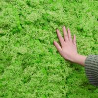 Plantas Artificiales Verdes 40g Vida Eterna Mostrador De Hierba Para Decoración De Hogar Sala De Estar Jardín Mini Paisaje Flores Falsas Para DIY Y Exposiciones - details 1