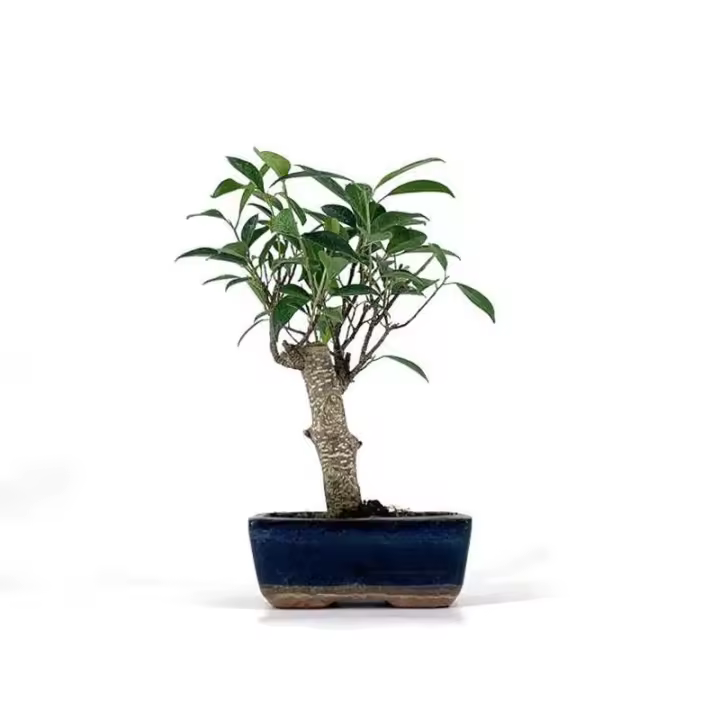 Bonsai Ficus Retusa Tiger Bark - 5 años - Foto genérica BonsaiGranada - 1