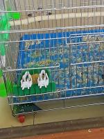 Soporte Para Alimentos Pequeño Para Pájaros Accesorio De Jaula De Pájaros Clip Para Frutas Vegetales Y Hueso De Cuttlefish Para Periquitos Y Otros Pequeños Animales - details 7