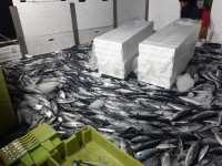 Los Picones Gourmet - Caja Surtida de Anchoas Premiun, Ijada de Atún Extra y Lata Hansa Anchoas Manteca Revilla - Conservas de Pescado - details 0