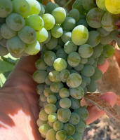 Collage 2023 - Bodega Aurelio Feo - Lagareta Gourmet - Vino Blanco Godello Doña Blanca Palomino - details 1