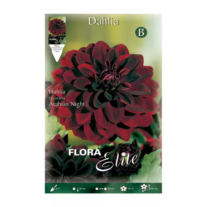 Bulbo Dalia decorativa rojo terciopelo  1 ud - 1