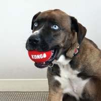 KONG SIGNATURE SPORT 3-PK PELOTAS DE TENIS PARA PERROS TALLA S - details 3
