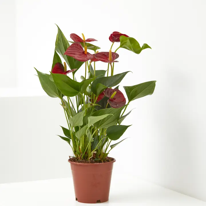 Verdecora Anthurium Rojo | Planta Natural de Interior con Flor | Purificadora del Aire - 1