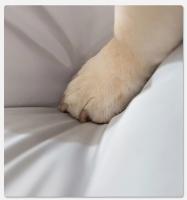 Alfombra De Cama Para Perros Mediana Y Grande Accesorios De Sofá Para Mascotas Gatos Material Suave Transpirable Lavable Mecánicamente - details 5