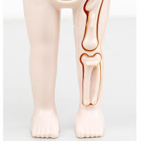 Puzzle 3D De Anatomía Del Cuerpo Humano Montessori Para Niños Juguetes Educativos De Aprendizaje Organizado Herramienta De Enseñanza Para Niños - details 2