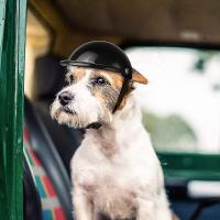 Perro helmet Gafas conjunto Mascota helmet Gafas de Sol Perros ajustable L - details 2