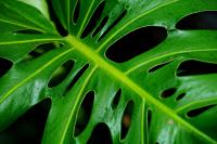 Planta natural Monstera Adansonii. Segura Garden. La Monstera Adansonii es perfecta para el hogar, mejora la calidad del aire, es de bajo mantenimiento y aporta un toque elegante y tropical a tu espacio. - details 0