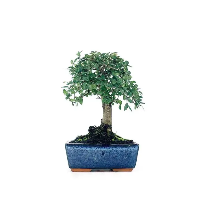 Bonsái Zelkova - Olmo Chino de 5 Años - Bonsaigranada - 1