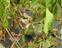 FUNGICIDA SISTEMICO PUNTUAL 45GR - CITRICOS - ARBOLES -HUERTO - VID - PEPINO- CALABACIN- PLANTAS - AGUADO- GOSMOSIS- PHYTOPHTHORA - MILDIU - details 2