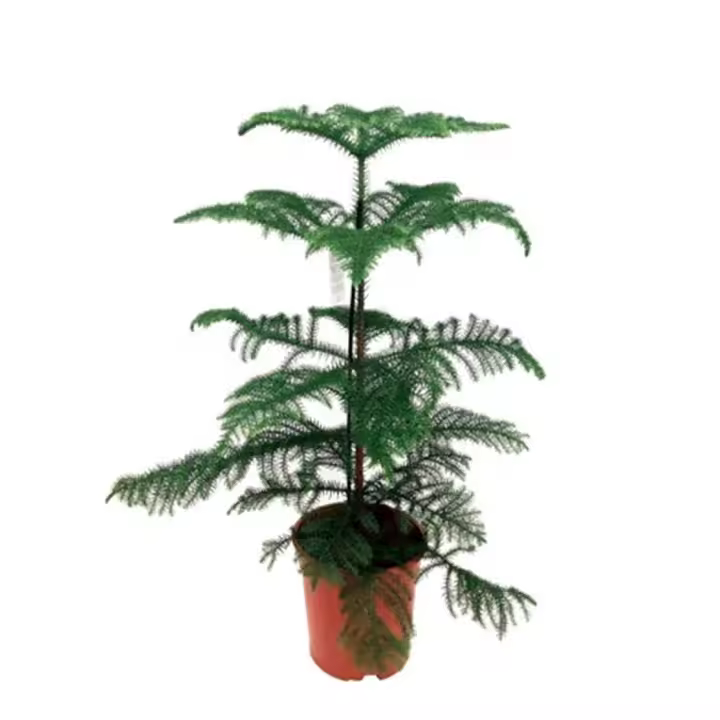 Planta Natural Araucaria. Segura Garden. Brinda elegancia, es resistente a plagas y aporta sombra. Sus formas únicas y baja mantención la hacen ideal para jardines decorativos. - 1