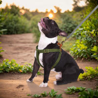 Harnés De Nylon Malla Para Perros Pequeños Y Medianos Reflectante Personalizable Ajustable Y Duradero Para Pitbull Bulldog - details 7