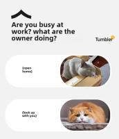 Juguete Interactivo Para Gatos Y Perros Bola Automática Recargable Imitación De Rata Inteligente Entrenamiento De Mascotas Material Plástico - details 2