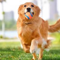 Bola De Juguete Para Perros Resistente Chicle Para Masticar Juguetes Para Saltar Accesorios Para Mascotas Adecuado Para Grandes Medianos Y Pequeños - details 1