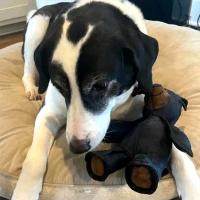 Oso De Peluche Con Silbato Para Perros Juguetes Resistentes Y Squeaky Para Masticadores Agresivos Apta Para Todas Las Raças De Perros - details 7