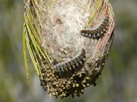 Trampa para Oruga procesionaria del Pino, con Gran Capacidad de Captura de Larvas. Válido hasta Troncos de 130 cm de perímetro. Método de control de la oruga procesionaria, sin pesticidas. - details 4