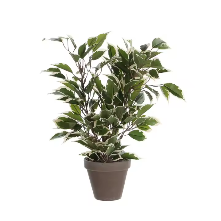 Planta Decorativa Mica Decorations 4 x 11,5 cm Cerámica PVC Ficus - 1
