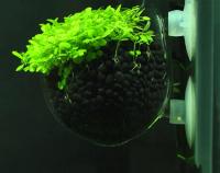 Decora Tu Acuario Con Este Mini Recipiente De Cristal Colgante Para Tanque De Peces. Accesorio Ideal Para Plantas Acuáticas. Transparente. Tamaño 7cmx6.4cm. Peso 73g. - details 11