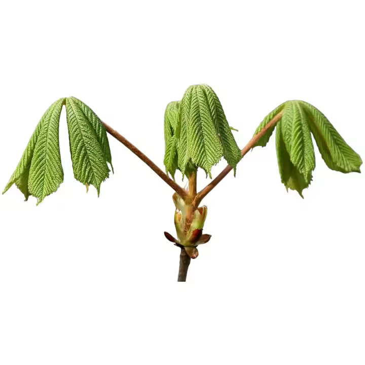 Planta natural arbol Aesculus hippocastanum, Castaño de Indias. Altura 50 - 70 cm. Sombra densa y sus flores blancas en primavera, atrae fauna beneficiosa y mejora el suelo. Ideal para amplios jardines por su porte majestuoso. - 1
