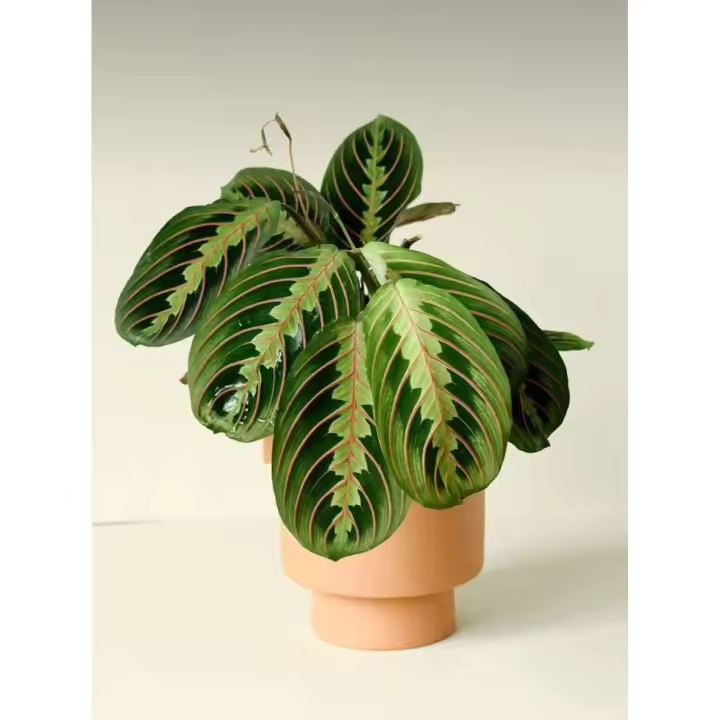 PLANTA MARANTA LEUCONERA DE INTERIOR | PLANTA DEL REZO | PLANTA DE LA ORACIÓN | | PET FRENDLY | PLANTAS POCA LUZ | EXTERIOR PLANTAS FACILES | PLANTAS DE POCO CUIDADO | ENVIOS A TODO EUROPA | PLANTAS DE OFICINA | MEDIA SOMBRA | TURBA | SUSTRATO | VIVERO | - 1