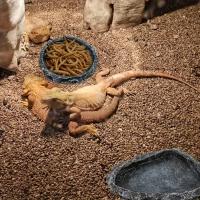 Cuenco De Alimentación Y Agua Para Reptiles De Appearencia Roquera Duradero Y Seguro Ideal Para Dragones Barbeados Y Otros Pequeños Reptiles - details 2