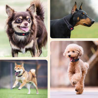 Correa Reflectante De Nylon Ajustable Para Perros Y Gatos Collar Básico Con Cierre Rápido Para Todas Las Estaciones - details 0