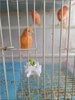 Soporte Para Alimentos Pequeño Para Pájaros Accesorio De Jaula De Pájaros Clip Para Frutas Vegetales Y Hueso De Cuttlefish Para Periquitos Y Otros Pequeños Animales - details 6