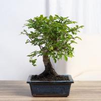 Verdecora Bonsai Zelkova Olmo Chino 5 Años en Maceta Cerámica 15x10x5cm Planta Natural - Belleza en Miniatura - details 2