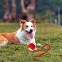 Juguete Inteligente Para Gatos Y Perros Bola Rodante Automática Interactiva 360° Para Mascotas Internas Mate Ball De Juego - details 4