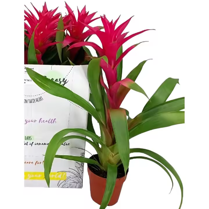 Planta natural Bromelia Guzmania. 45 cm. Segura Garden. Ideal para el hogar porque purifica el aire, agrega color y requiere poco mantenimiento, mejorando así la calidad y estética del ambiente. - 1