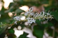 Planta natural arbol  Ligustrum japonicum. Aligustre. Elegir medida. Ideal para setos y bordes gracias a su denso follaje perenne. Crece rápido, es resistente a la poda y tolera distintas condiciones de suelo, brindando privacidad y bajo mantenimiento. - details 0