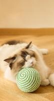 Bola De Madera Para Gatos 10CM Interactiva Con Sonidos Hecha a Mano Sisal Juguete Para Gatos Y Gatitos Para El Hogar - details 0
