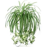 Pared De Plantas Artificiales Chlorophytum PVC Verde 65cm Decoración De Sala De Estar Falso Flor Simulación Rattan Origin China - details 0