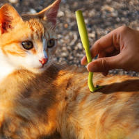 3 Sets Eliminador De Pulgas Y Gatos Para Perros Herramienta De Extracción De Pulgas Y Pulgas Accesorios Para Mascotas Material Plástico - details 5