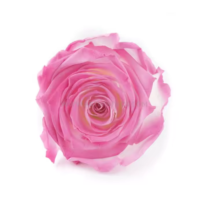 Rosa Estabilizada Vermeille 6cm - Ofertas Flores y Decoración - 1